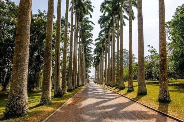 Aburi Botanical Gardens: Experience Nature’s Living Museum