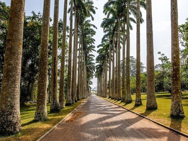 Aburi Botanical Gardens: Experience Nature’s Living Museum